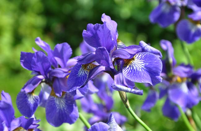 Plant Shop -Plant Shop My iris