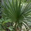 Cape Hatteras Cold Hardy Sabal Palm - 1 Gallon Pot -Plant Shop Palm Cape Hatteras 3