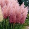 Pink Pampas Grass - 3 Gallon Pot -Plant Shop Pampas Grass Pink 21