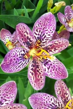Lollipop Candy Lily - X Pardancanda - 1 Gallon Pot -Plant Shop Pardancanda Candy Lily Lollipop 1
