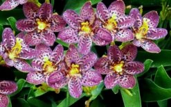 Lollipop Candy Lily - X Pardancanda - 1 Gallon Pot -Plant Shop Pardancanda Cany Lily Lollipop 2