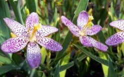 Lollipop Candy Lily - X Pardancanda - 1 Gallon Pot -Plant Shop Pardancanda Cany Lily Lollipop 5