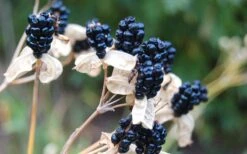 Lollipop Candy Lily - X Pardancanda - 1 Gallon Pot -Plant Shop Pardancanda Cany Lily Lollipop 8