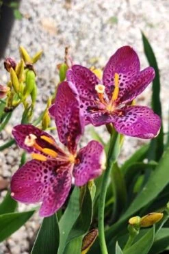 Lollipop Candy Lily - X Pardancanda - 1 Gallon Pot