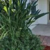 Pringles Dwarf Podocarpus Yew - 3 Gallon Pot 2 Pringles Dwarf Podocarpus Yew - 3 Gallon Pot -Plant Shop Pdodocarpus Pringles 10