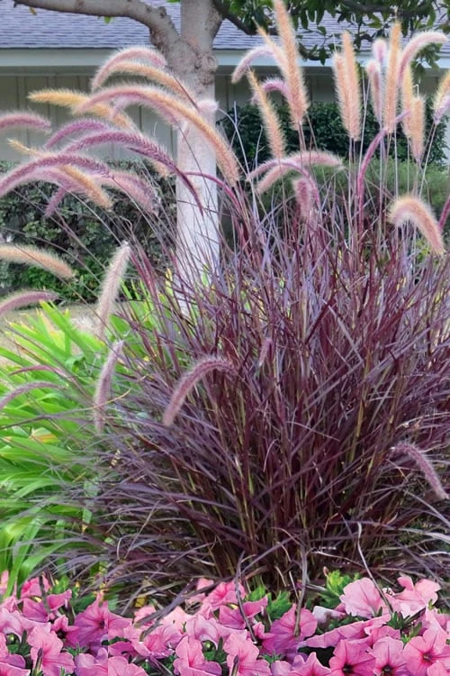 Purple Fountain Grass (Pennisetum Rubrum) - 5 Pack Of Quart Pots 7 Purple Fountain Grass (Pennisetum Rubrum) - 5 Pack Of Quart Pots - Image 5