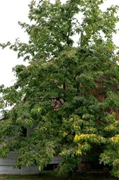 American Persimmon Tree - Diospyros Virginiana - 2 Gallon Pot -Plant Shop Persimmon American 2 1