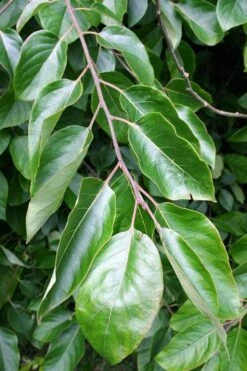 American Persimmon Tree - Diospyros Virginiana - 2 Gallon Pot -Plant Shop Persimmon American 3 1