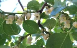 American Persimmon Tree - Diospyros Virginiana - 2 Gallon Pot -Plant Shop Persimmon American 5 1