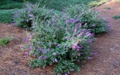 Lo & Behold Blue Chip Dwarf Butterfly Bush - 1 Gallon Pot -Plant Shop Picture Butterfly Bush Lo And Behold Blue Chip 2