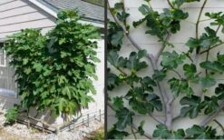 Brown Turkey Fig Tree - 1 Gallon Pot -Plant Shop Picture Fig Brown Turkey Espalier 2
