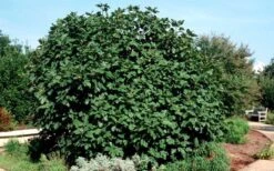 Brown Turkey Fig Tree - 1 Gallon Pot -Plant Shop Picture Fig Brown Turkey Shrub Large 2