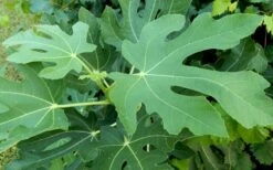 Brown Turkey Fig Tree - 1 Gallon Pot -Plant Shop Picture Fig Brown Turkey Tree Leaves 2