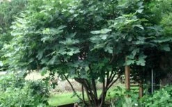 Brown Turkey Fig Tree - 1 Gallon Pot -Plant Shop Picture Fig Brown Turkey Tree Multi 2