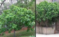 Brown Turkey Fig Tree - 1 Gallon Pot -Plant Shop Picture Fig Brown Turkey Trees 2