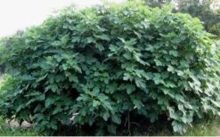 Celeste Fig Tree - 1 Gallon Pot 11 Celeste Fig Tree - 1 Gallon Pot -Plant Shop Picture Fig Tree Celeste
