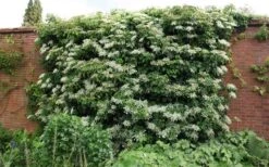 Moonlight Climbing Hydrangea - 5 Gallon Pot -Plant Shop Picture Hydrangea Climbing Petiolaris 5