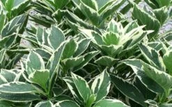 Mariesii Variegated Lacecap Hydrangea - 1 Gallon Pot -Plant Shop Picture Hydrangea Variegated Foliage 1