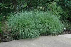 Little Kitten Dwarf Maiden Grass - Miscanthus Sinensis - 1 Gallon Pot 13 Little Kitten Dwarf Maiden Grass - Miscanthus Sinensis - 1 Gallon Pot -Plant Shop Picture Little Kitten Maiden Grass 2 1