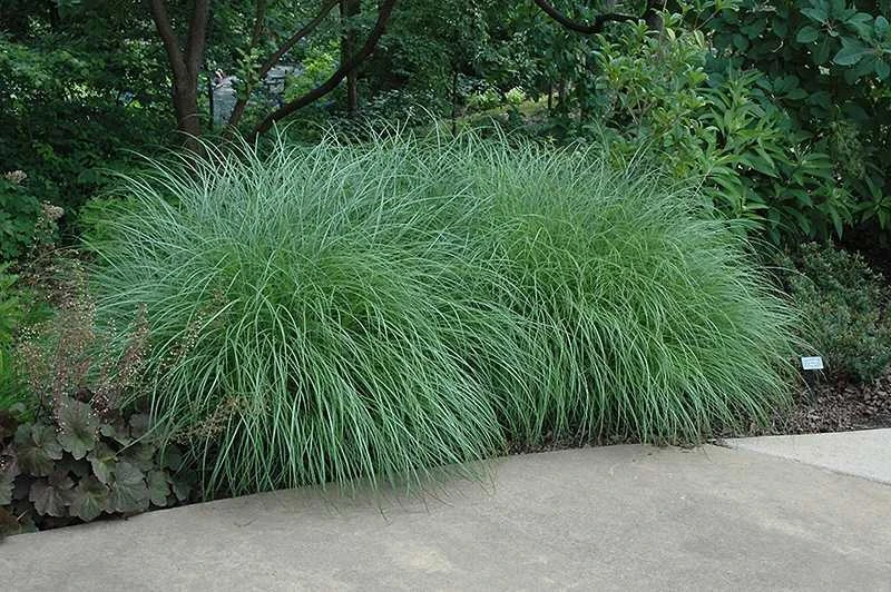 Little Kitten Dwarf Maiden Grass - Miscanthus Sinensis - 1 Gallon Pot 7 Little Kitten Dwarf Maiden Grass - Miscanthus Sinensis - 1 Gallon Pot - Image 5