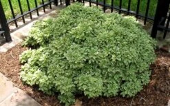 Variegated Pittosporum - Japanese Mock Orange - 1 Gallon Pot -Plant Shop Picture Pittosporum Variegated Shrub 1