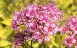 Gold Mound Spirea - 3 Gallon Pot -Plant Shop Picture Spirea Gold Mound Flower Closeup