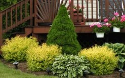 Gold Mound Spirea - 3 Gallon Pot -Plant Shop Picture Spirea Gold Mound Landscape