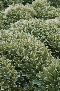 Mojo Dwarf Variegated Pittosporum - 1 Gallon Pot 11 Mojo Dwarf Variegated Pittosporum - 1 Gallon Pot -Plant Shop Pittosporum Mojo 11