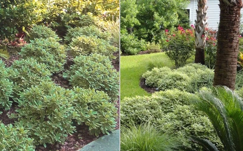 Mojo Dwarf Variegated Pittosporum - 1 Gallon Pot 7 Mojo Dwarf Variegated Pittosporum - 1 Gallon Pot - Image 5