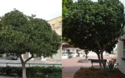 Green Pittosporum (Japanese Mock Orange) - 3 Gallon Pot -Plant Shop Pittosporum Tree Form