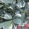 Variegated Pittosporum - Japanese Mock Orange - 1 Gallon Pot -Plant Shop Pittosporum Variegated 10