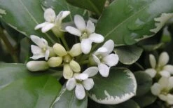 Variegated Pittosporum - Japanese Mock Orange - 1 Gallon Pot -Plant Shop Pittosporum Variegated Flowers 1