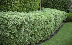 Variegated Pittosporum - Japanese Mock Orange - 1 Gallon Pot -Plant Shop Pittosporum variegated 50