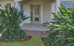 Pringles Dwarf Podocarpus Yew - 3 Gallon Pot 12 Pringles Dwarf Podocarpus Yew - 3 Gallon Pot -Plant Shop Podocarpus Pringles 21