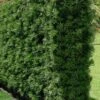Podocarpus Macrophyllus Upright Yew - 3 Gallon Pot -Plant Shop Podocarpus Upright Yew 15