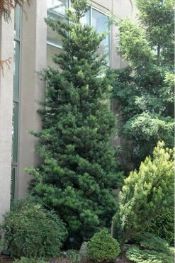 Podocarpus Macrophyllus Upright Yew - 3 Gallon Pot 15 Podocarpus Macrophyllus Upright Yew - 3 Gallon Pot -Plant Shop Podocarpus Upright Yew 500x750 1