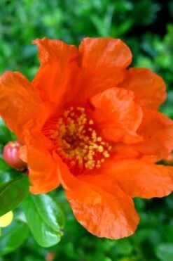 Russian 26 Cold Hardy Pomegranate - 3 Gallon Pot -Plant Shop Pomegranate Russian 26 11 1