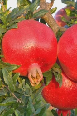 Salavatski Cold Hardy Russian Pomegranate - 3 Gallon Pot 13 Salavatski Cold Hardy Russian Pomegranate - 3 Gallon Pot -Plant Shop Pomegranate Russian 26 Rev 500x750 1