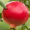 Salavatski Cold Hardy Russian Pomegranate - 3 Gallon Pot -Plant Shop Pomegranate Salavatski 1