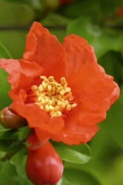 Austin Pomegranate - 3 Gallon Pot -Plant Shop Pomegranate Salavatski 3 1