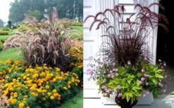Purple Fountain Grass (Pennisetum Rubrum) - 5 Pack Of Quart Pots 13 Purple Fountain Grass (Pennisetum Rubrum) - 5 Pack Of Quart Pots -Plant Shop Purple Dountain Grass Beds Containers 1