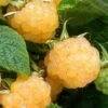 Fall Gold Raspberry - 1 Gallon Pot -Plant Shop Raspberry Fall Gold 1