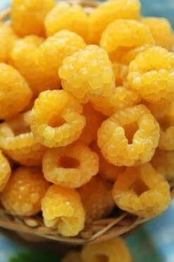 Fall Gold Raspberry - 1 Gallon Pot -Plant Shop Raspberry Fall Gold 2