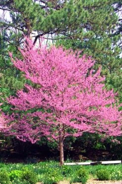Carolina Sweetheart Eastern Redbud Tree - 3 Gallon Pot 13 Carolina Sweetheart Eastern Redbud Tree - 3 Gallon Pot -Plant Shop Redbud Carolina Sweetheart 14 1