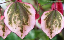 Carolina Sweetheart Eastern Redbud Tree - 3 Gallon Pot 11 Carolina Sweetheart Eastern Redbud Tree - 3 Gallon Pot -Plant Shop Redbud Carolina Sweetheart 9 1