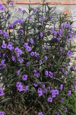 Purple Showers Mexican Petunia - Ruellia - 1 Gallon Pot 12 Purple Showers Mexican Petunia - Ruellia - 1 Gallon Pot -Plant Shop Ruellia Purple Showers 10