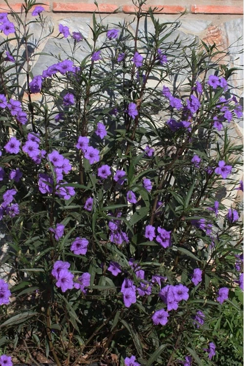 Purple Showers Mexican Petunia - Ruellia - 1 Gallon Pot 6 Purple Showers Mexican Petunia - Ruellia - 1 Gallon Pot - Image 4