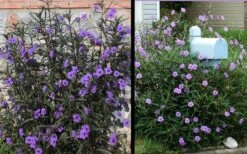 Purple Showers Mexican Petunia - Ruellia - 1 Gallon Pot 13 Purple Showers Mexican Petunia - Ruellia - 1 Gallon Pot -Plant Shop Ruellia Purple Showers 2