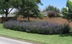 Purple Showers Mexican Petunia - Ruellia - 1 Gallon Pot 14 Purple Showers Mexican Petunia - Ruellia - 1 Gallon Pot -Plant Shop Ruellia Purple Showers 8