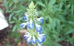 Bog Sage - Salvia Uliginosa - 3 Pack Of Quart Pots 10 Bog Sage - Salvia Uliginosa - 3 Pack Of Quart Pots -Plant Shop SDalvia Bog 1